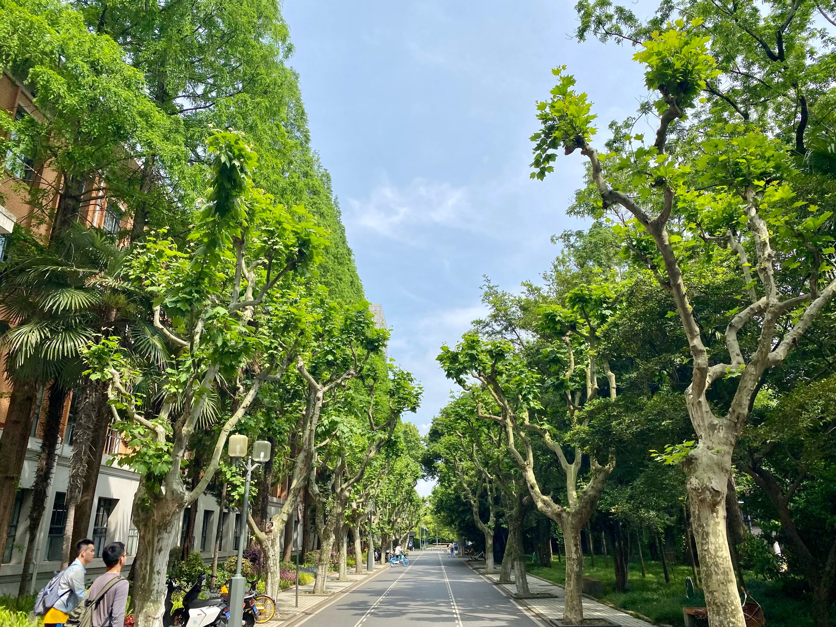 同济大学中外合作办学