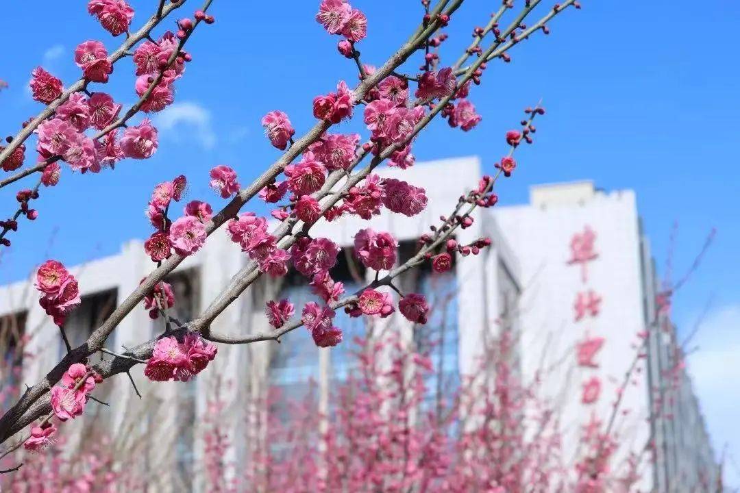 华北电力大学北京